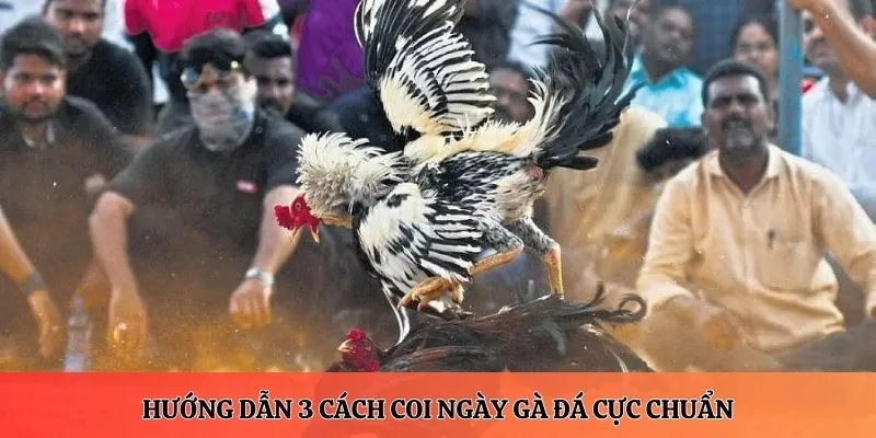 Hướng dẫn 3 cách coi ngày gà đá cực chuẩn