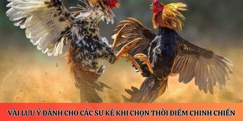 Một vài lưu ý dành cho các sư kê khi chọn thời điểm chinh chiến