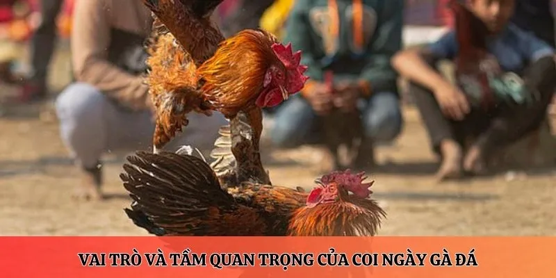 Vai trò và tầm quan trọng của coi ngày gà đá